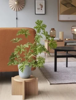 Planten standaard eikenhout - naturel